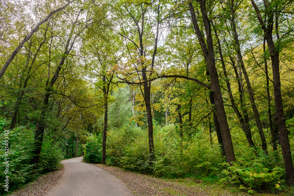 Forest road. Forest in early autumn. Landscape. Forest road. Forest in early autumn. Landscape.