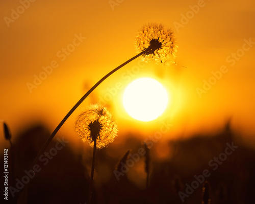 Fototapeta Naklejka Na Ścianę i Meble -  Two dandelion on background of the setting sun
