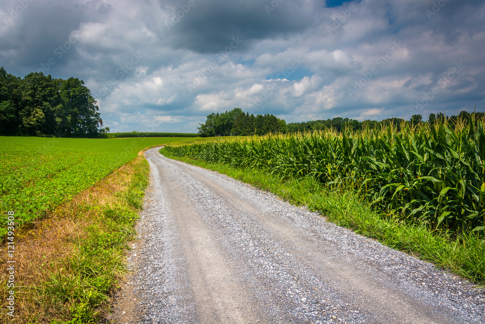 Dirt road and corn field in rural Carroll County, Maryland.
