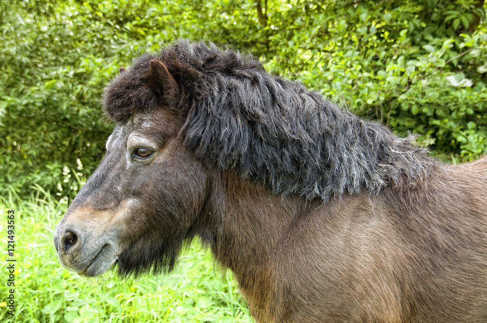 Fototapeta premium Poney