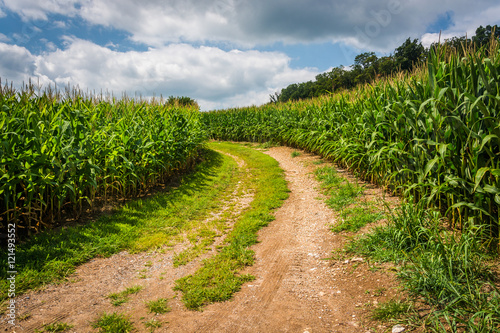 Dirt road and corn field in rural Carroll County, Maryland.