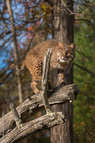 Bobcat (Lynx rufus) Glares Out From Branch © geoffkuchera