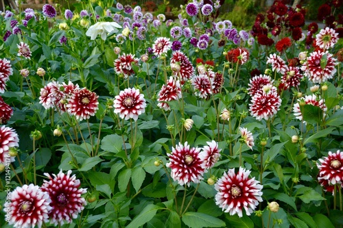 Fototapeta Naklejka Na Ścianę i Meble -  Dahlien - Dahlia - Blumen im Spätsommer