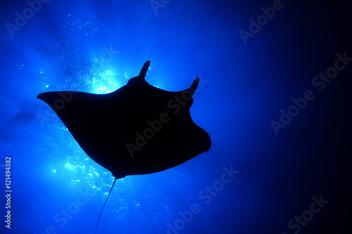 Giant Manta