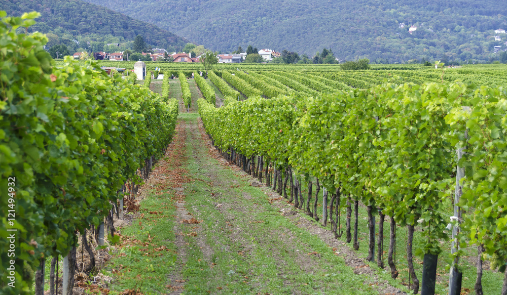 Panorama eines Weingartens