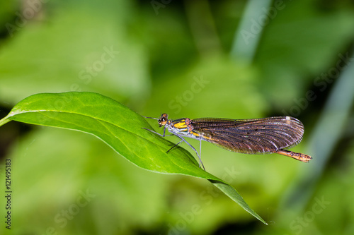 Dragonfly (Brachytron pratense). photo