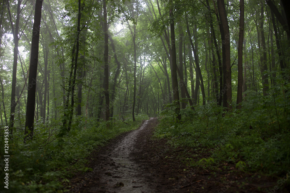 The path in a green forest in foggy weather