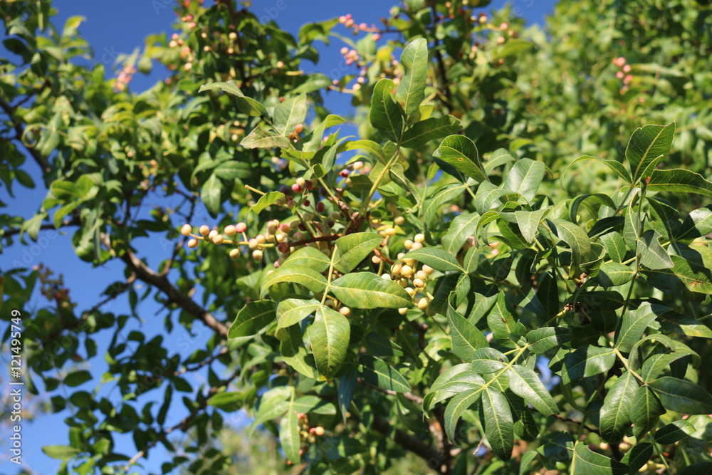 Pistachio, wild, Kevovoe tree, turpentine tree, False lignum vitae (Pistacia atlantica subsp. Mutica)