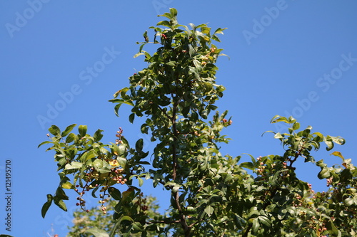 Pistachio, wild, Kevovoe tree, turpentine tree, False lignum vitae (Pistacia atlantica subsp. Mutica)