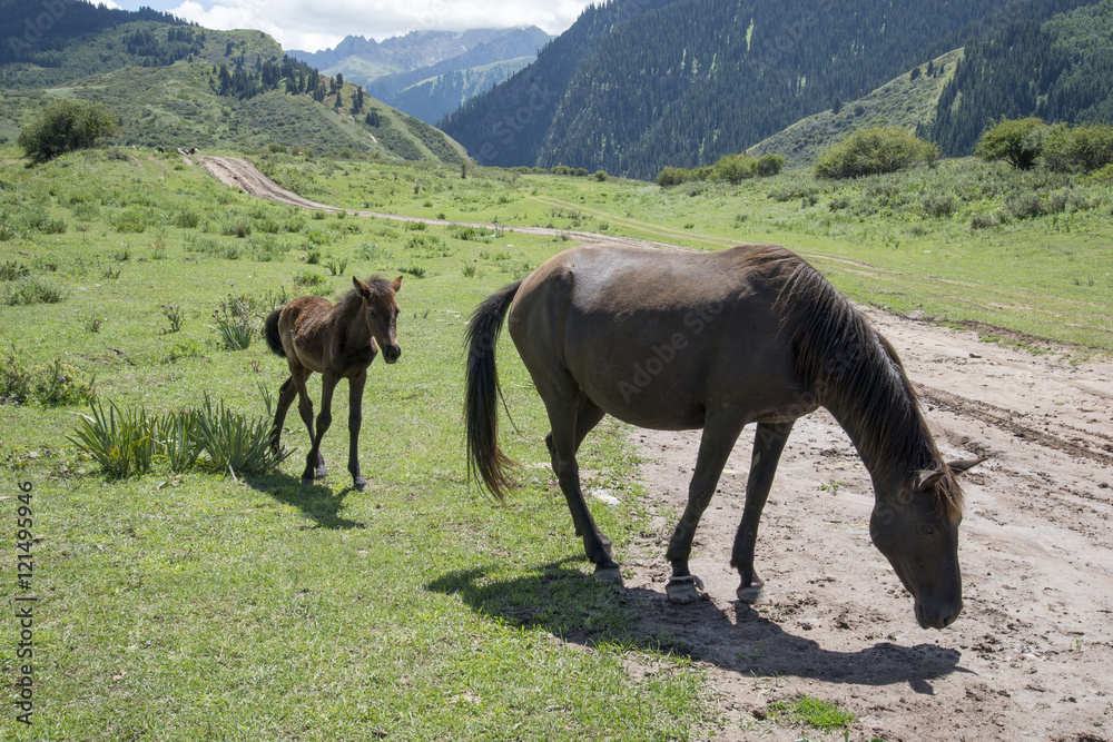 Horse and Foal in Mountains