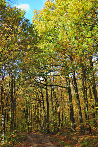 Forêt française en automne - Autumn in a French forest