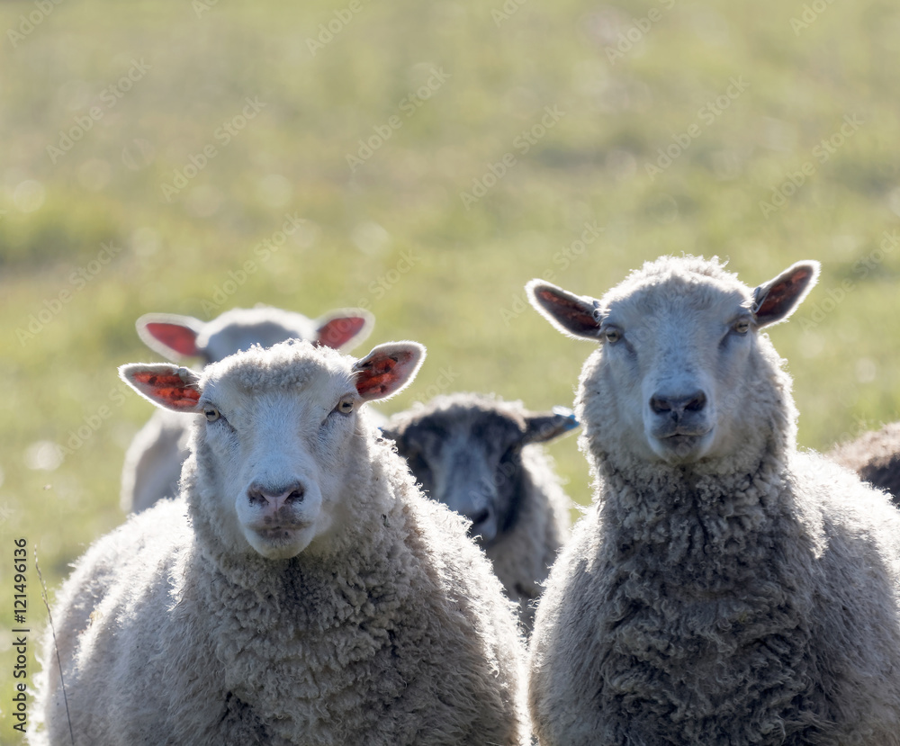 White sheep on a meadow in the warm evening sun