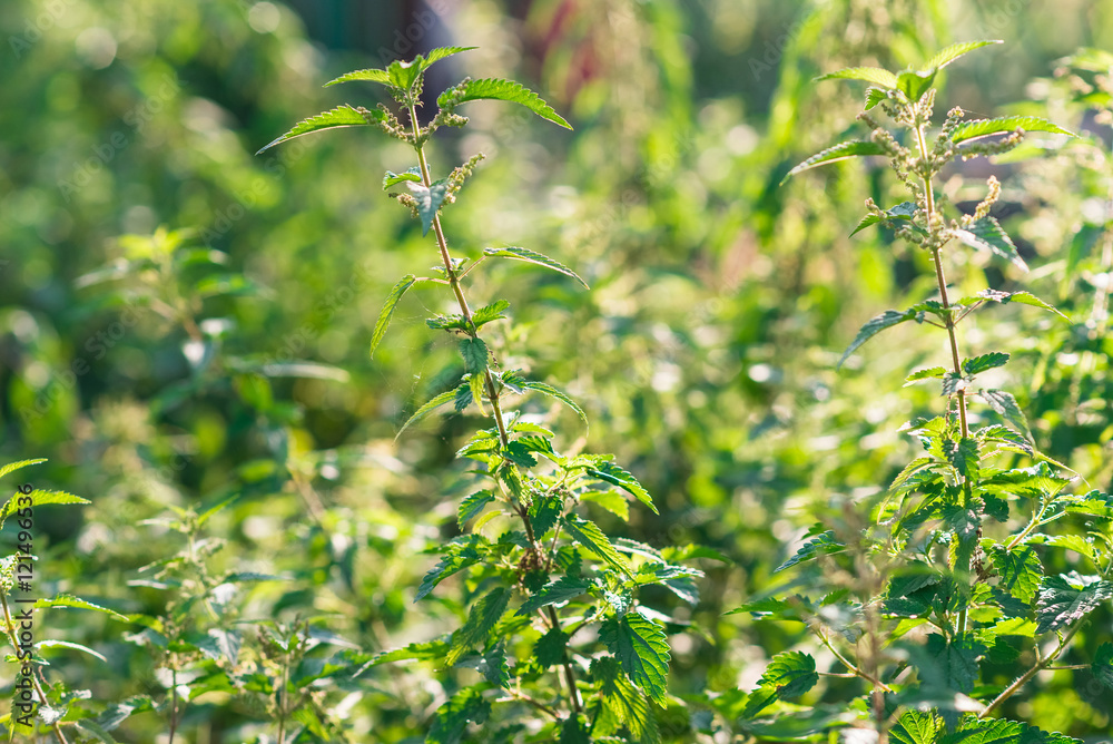 Fototapeta premium Stinging nettle (urtica dioica) growing at the meadow on the sunset. Natural plant using for medicine and beauty