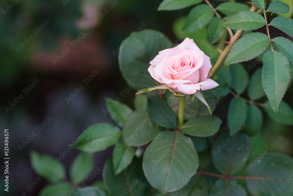 Tea roses on the green background in the garden. Macro Tea roses on the green background in the garden. Macro