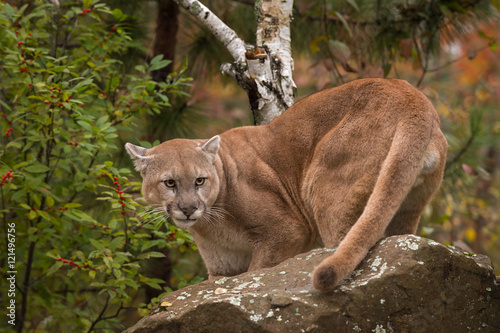 Adult Male Cougar  Puma concolor  Turns Behind Rock