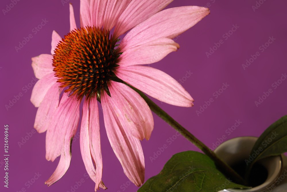 Obraz premium Echinacea Herbal Flower