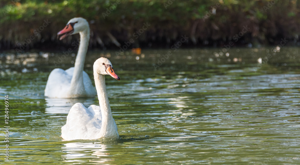 Mating pair of young white Mute swans (Cygnus Olor) swim gracefully around in morning sunlight in a woodland pond. Mating pair of young white Mute swans (Cygnus Olor) swim gracefully around in morning sunlight in a woodland pond.