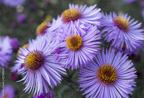 Purple flowers