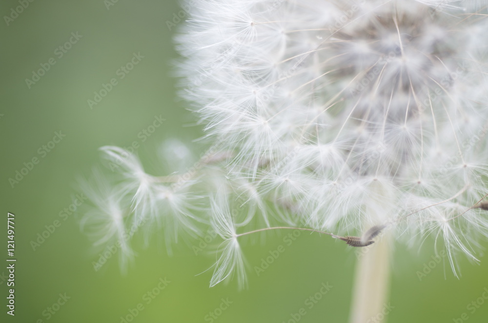 Fototapeta premium Fluff of dandelion