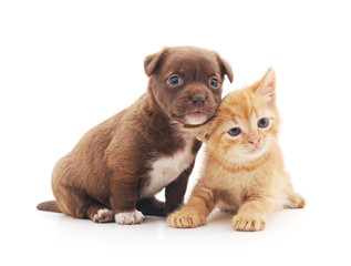 Puppy and kitten.
