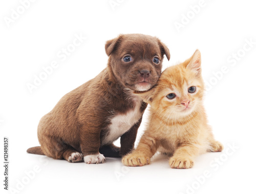 Puppy and kitten. © voren1