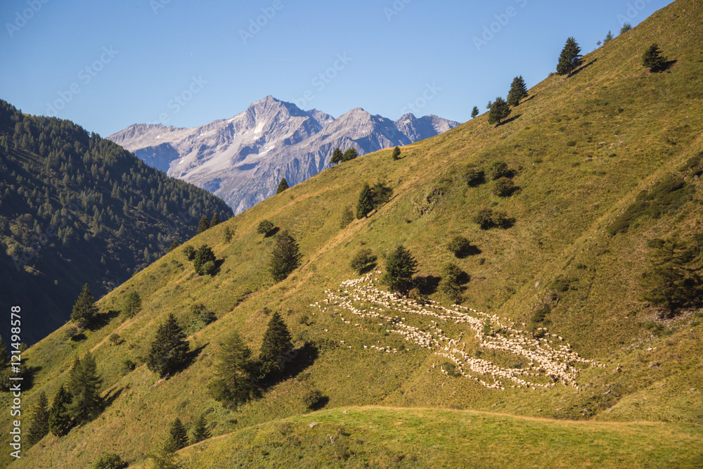 Flock of sheeps pastures over the mountaing (Ponte di legno, Cas