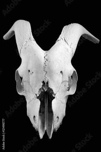 Animal skull with big horns on black background