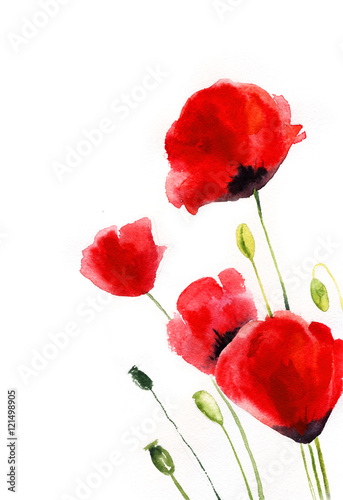 watercolor poppies on a white background. wildflowers. botanical illustration.
