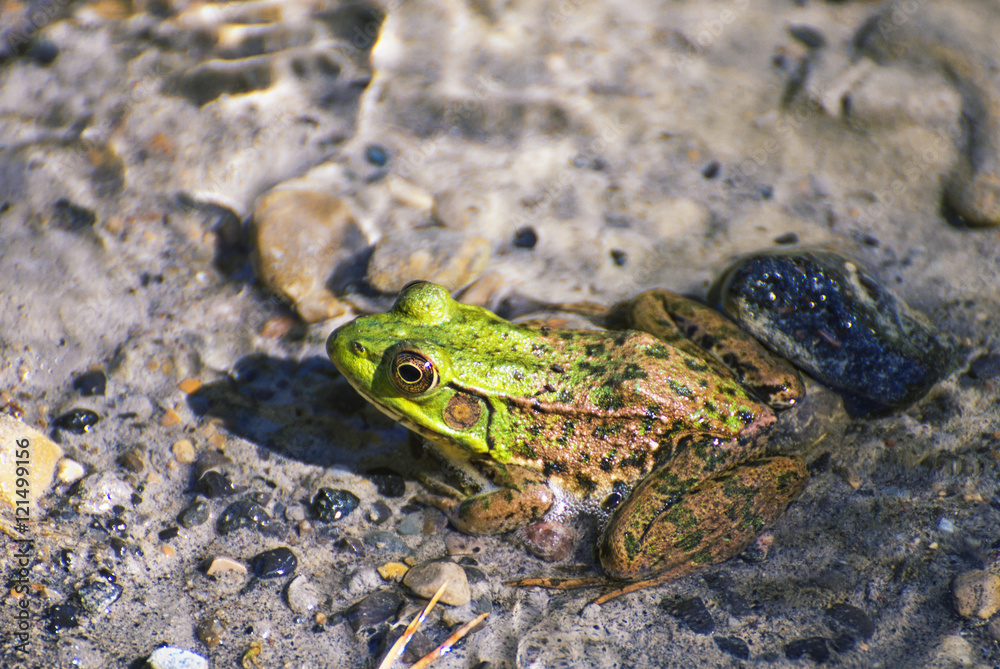 Northern green frog - Lithobates clamitans Northern green frog - Lithobates clamitans
