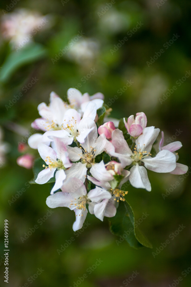 Close up of the apple tree flowers