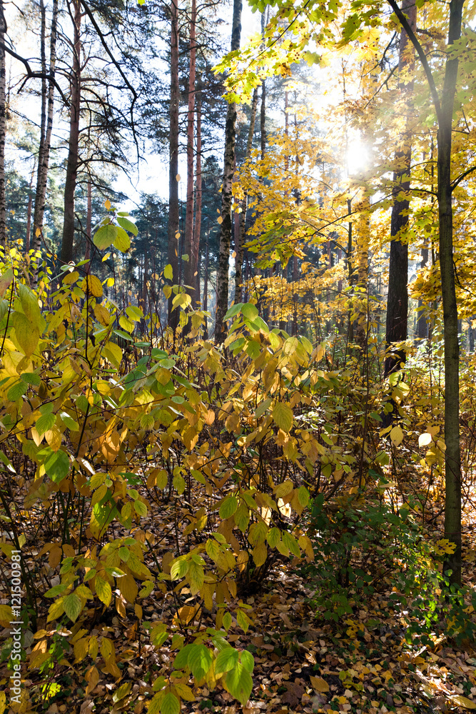 Obraz premium Golden autumn in the park