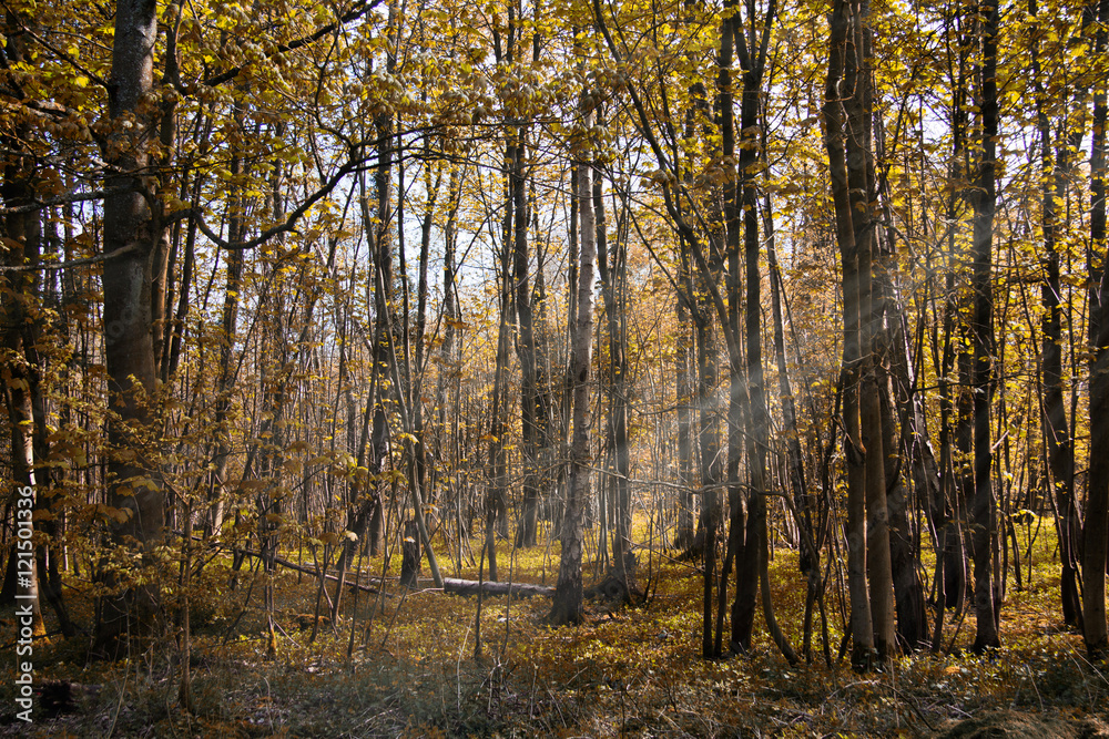 Fototapeta premium Thin trees in a wood in the Chilterns