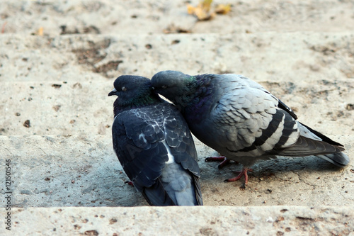 couple of doves in loving.