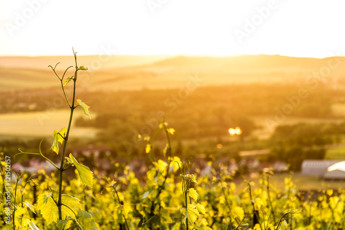 Grape fields in Epernay, France photo