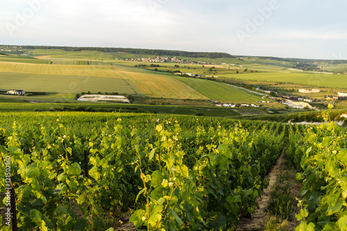 Grape fields in Epernay, France photo