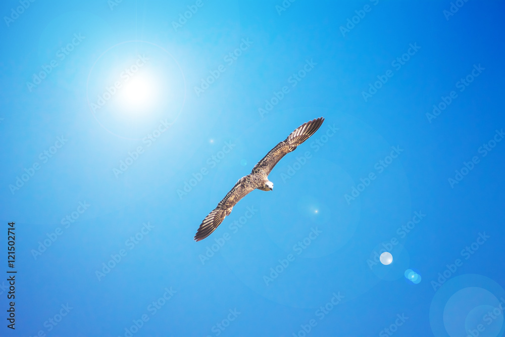 Gull Cormorant flying in the blue sky, nature background