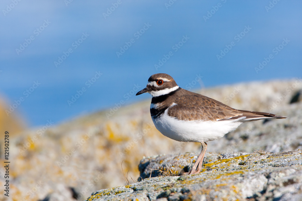 Killdeer standing on rock by the ocean Killdeer standing on rock by the ocean
