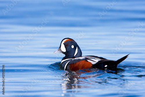 Foto Male Harlequin Duck (histrionicus histrionicus) swimming in the ocean, Vancouver