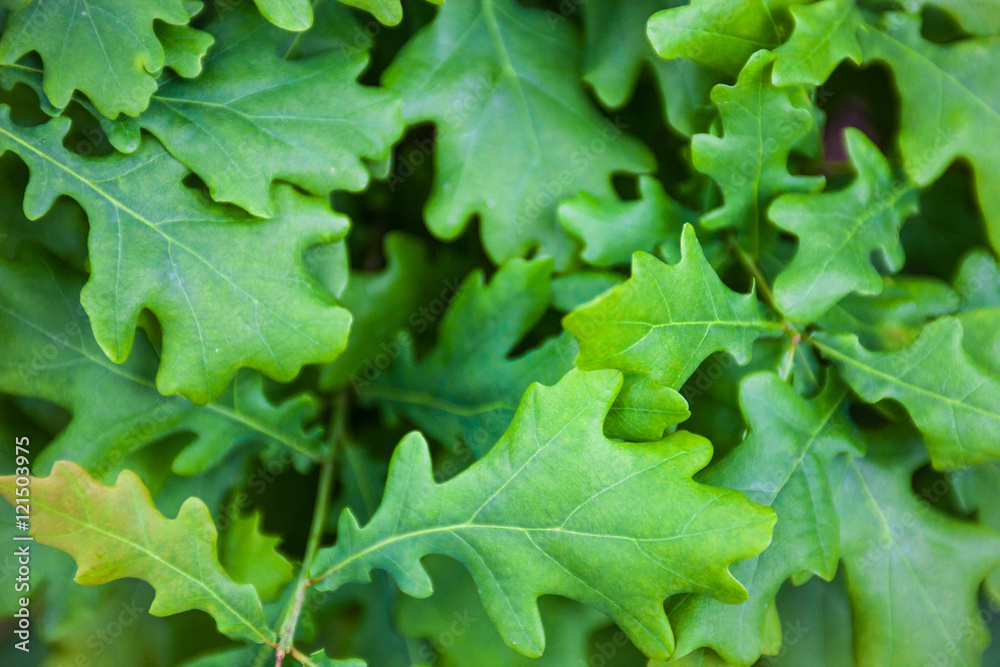 Green leaves of the oak tree