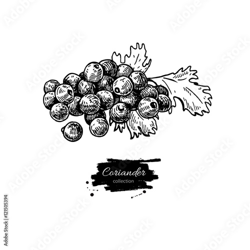 Coriander seed heap vector hand drawn illustration. Isolated spi