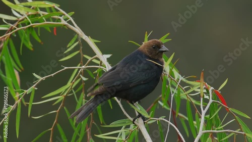 Brown Headed Cowbird Sings and Takes Flight. California USA  4k