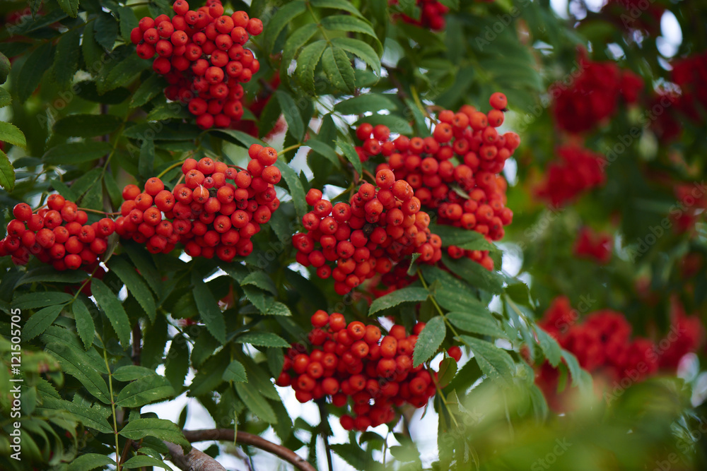 Ripe red Rowan in the branches of a tree Ripe red Rowan in the branches of a tree