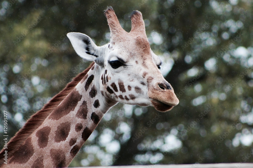 Gazing Giraffe Gazing Giraffe