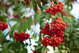 Ripe red Rowan in the branches of a tree