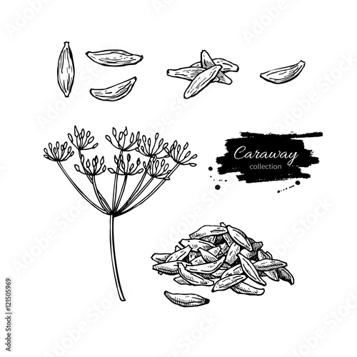 Caraway vector hand drawn illustration set. Isolated spice objec