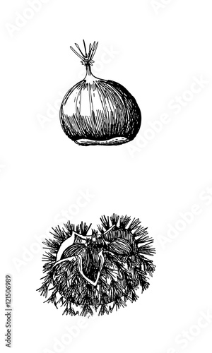 Hand drawn drawing of a chestnut