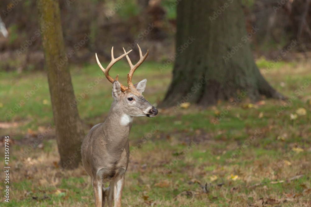 Whitetailed Deer Buck