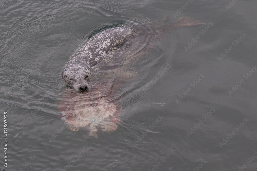 Obraz premium Seal versus the Octopus 2