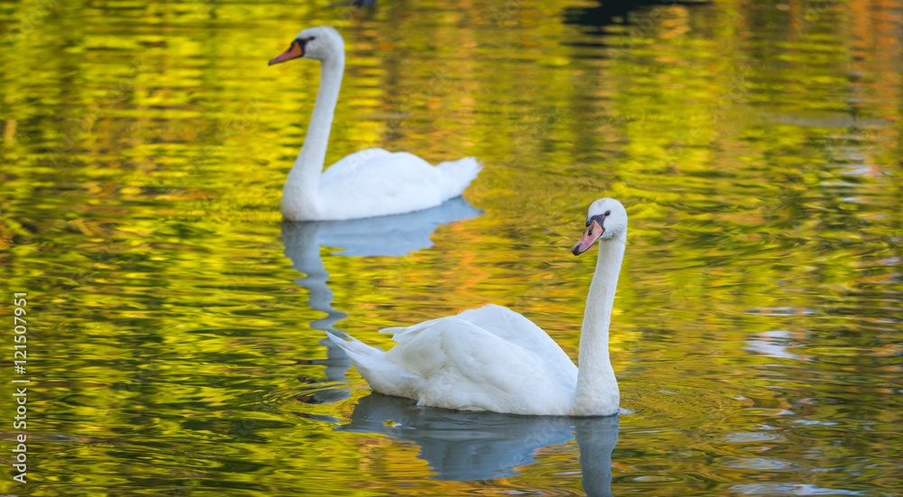 Fototapeta premium Mating pair of young white Mute swans (Cygnus Olor) swim gracefully around in morning sunlight in a woodland pond.