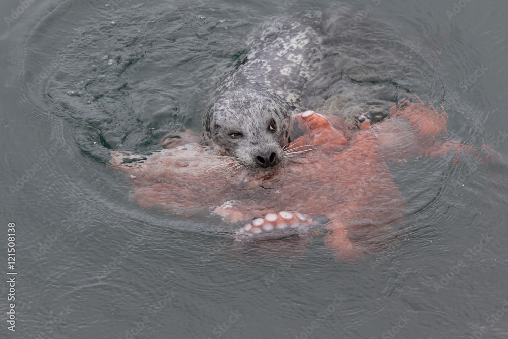 Obraz premium Seal versus the Octopus 7